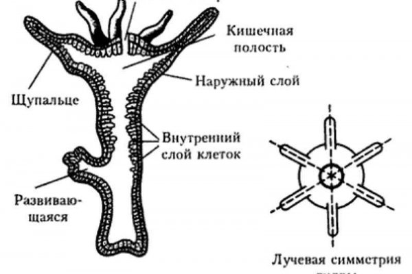 Кракен маркет даркнет тор